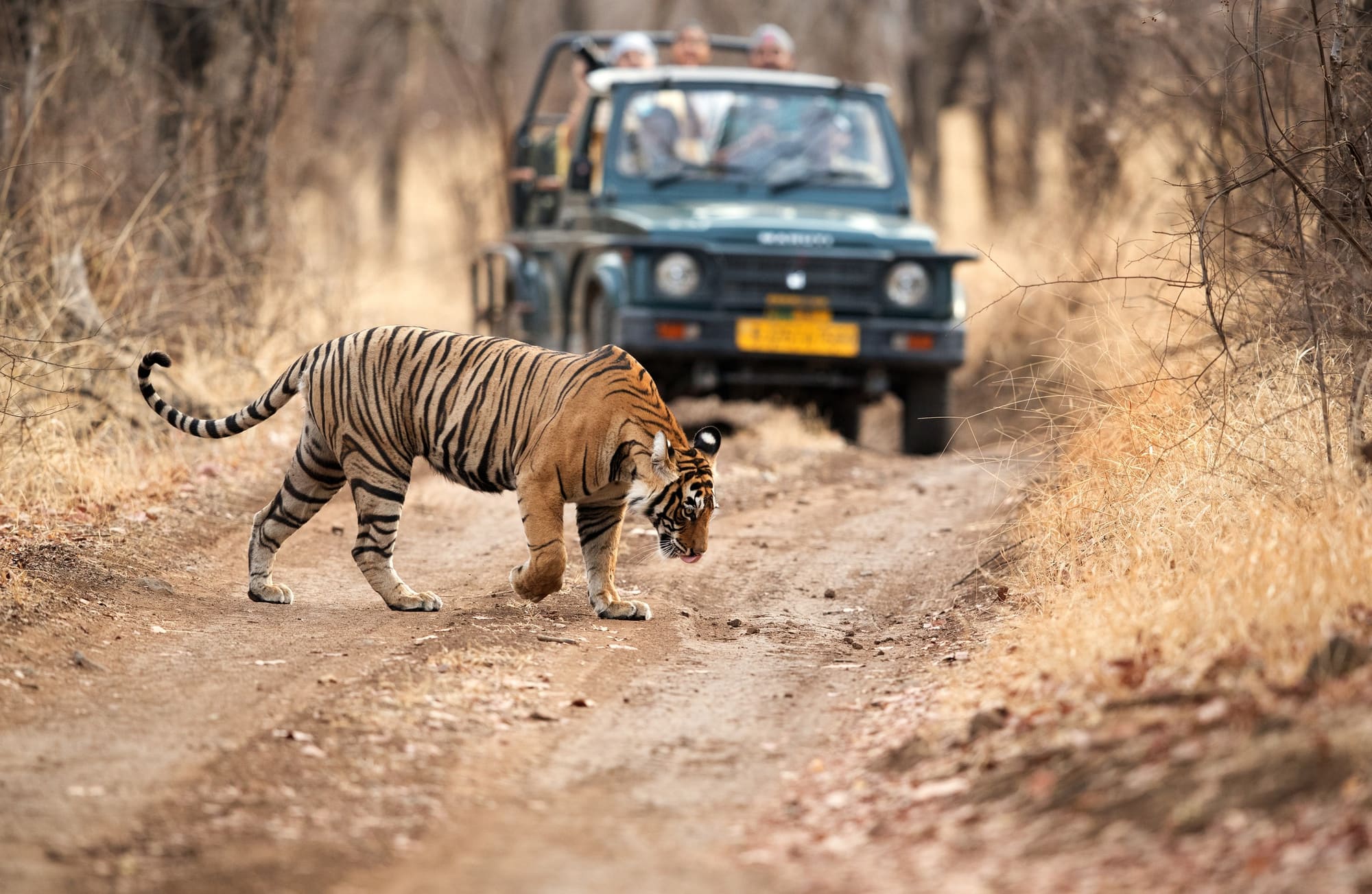 A tiger crossing the track in front of a safari gypsy of photographers in Ranthambore